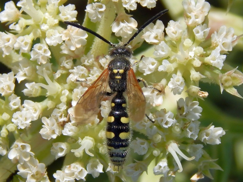 Maschio di Colpa sexmaculata (Scoliidae)